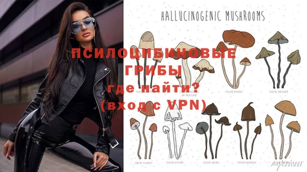 трава Белокуриха